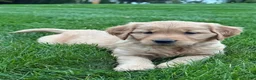 Golden Retriever dogs for sale: River - Ad 4