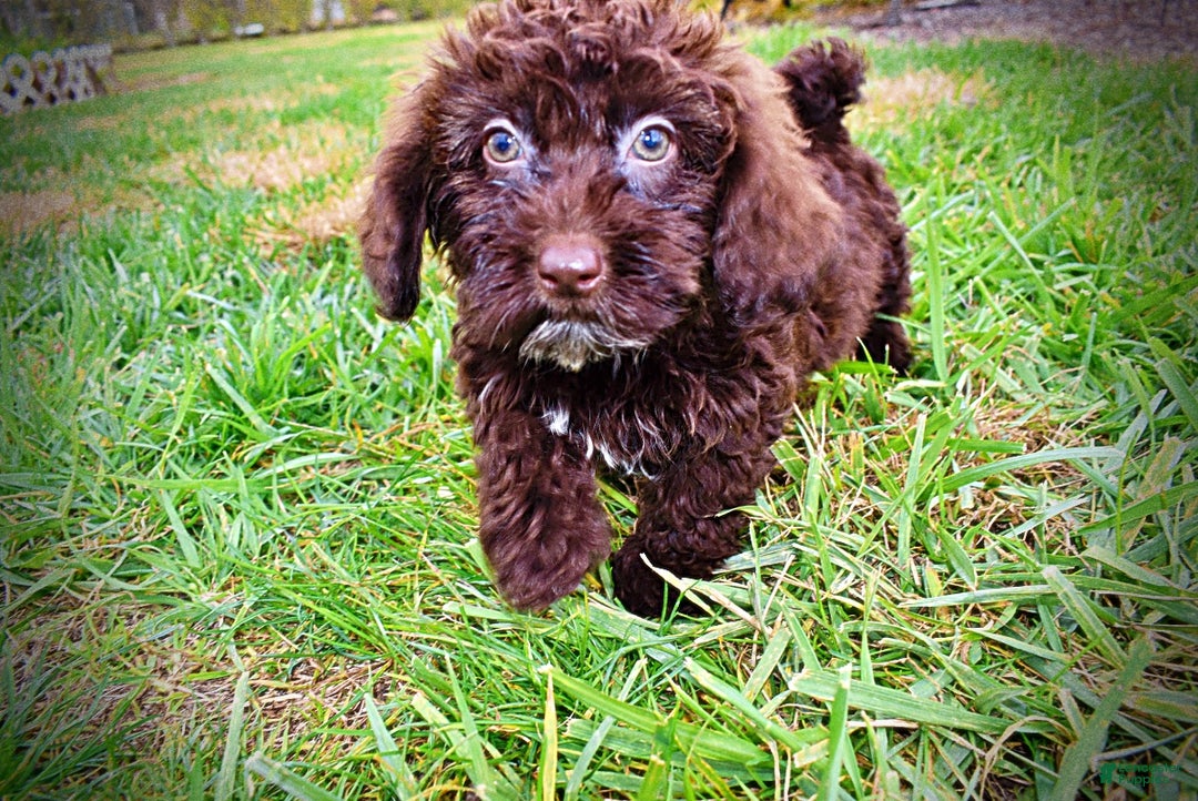 Havapoo dogs for sale: Lady - Ad 9