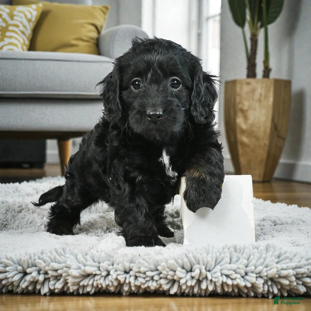 Cockapoo dogs for sale: Betty - Ad 3