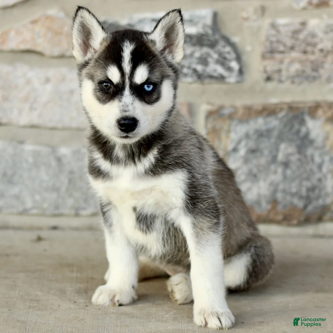 Gerberian Shepsky dogs for sale: Jayleen  - Ad 1