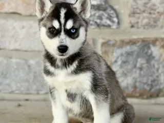 Gerberian Shepsky dogs for sale: Jayleen - Ad 3