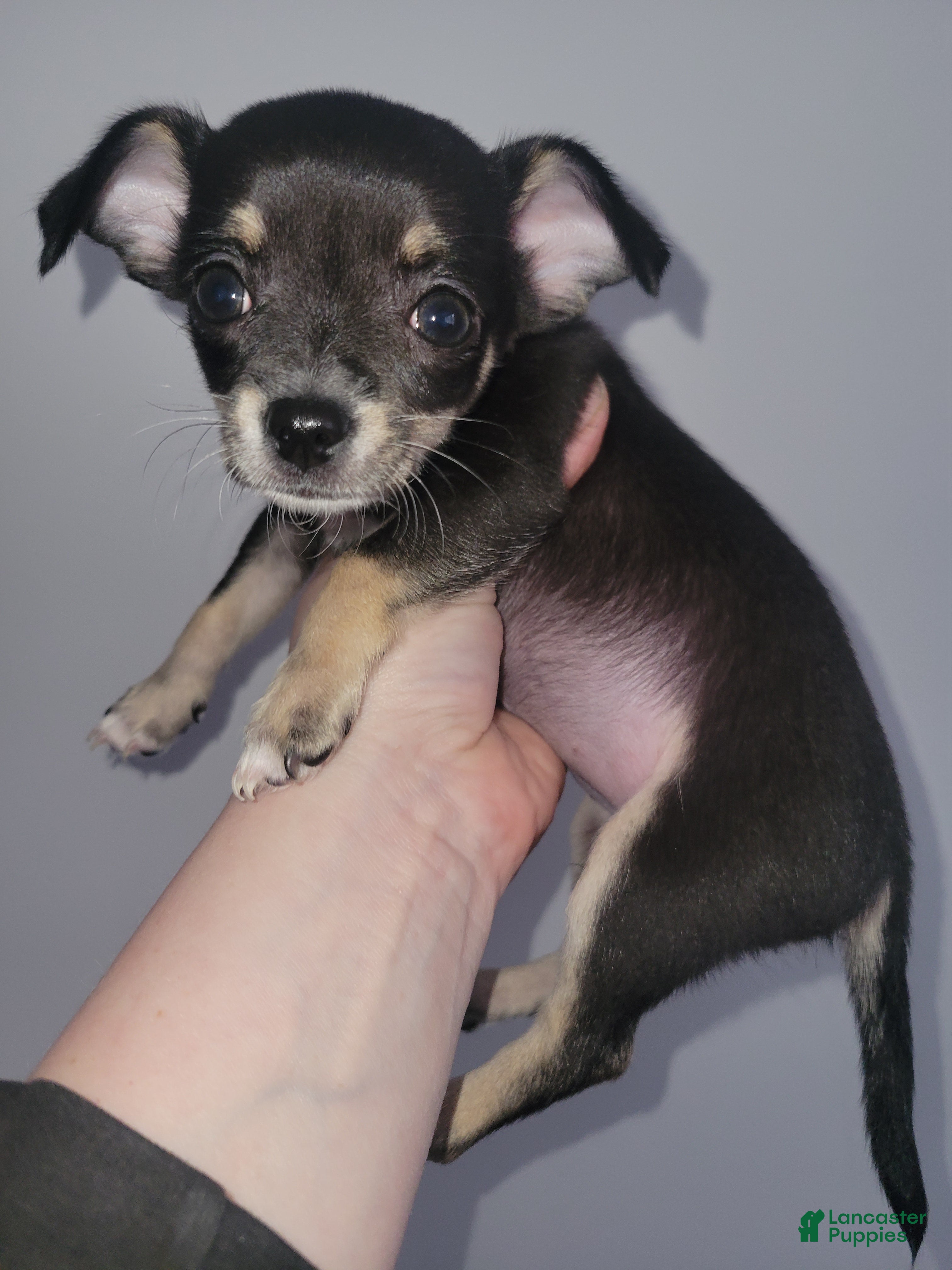 Chihuahua dogs Spot - Ad 1