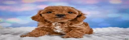 Cavapoo dogs for sale: Angel - Ad 11