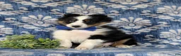 Shetland Sheepdog dogs for sale: Drake  - Ad 3