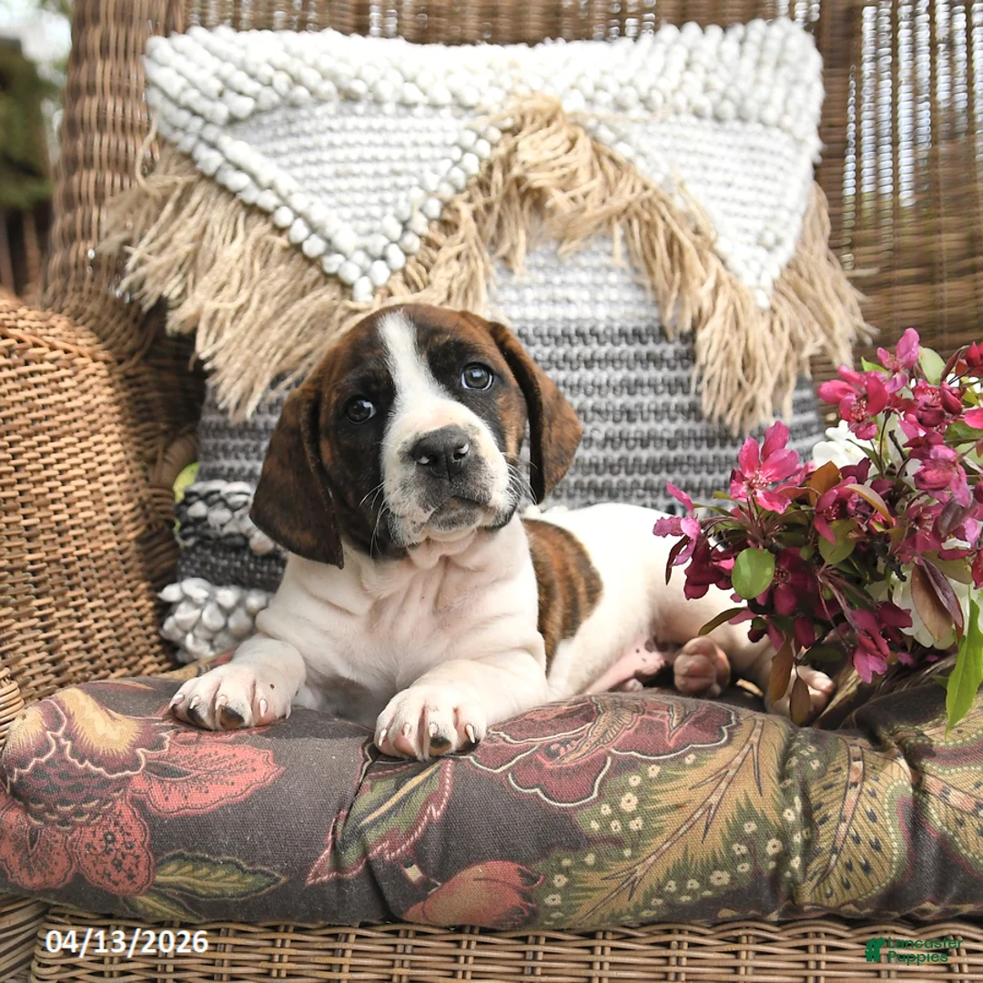 Mixed Breed dogs for sale: Patch  - Ad 1