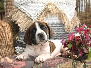 Mixed Breed dogs for sale: Patch - Ad 1