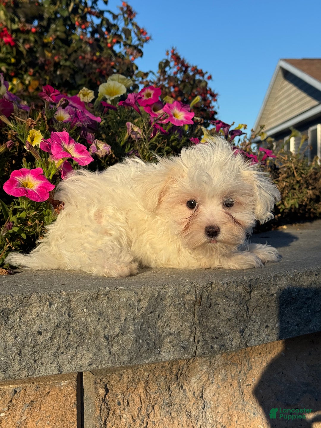 Mixed Breed dogs for sale: Elsie - Ad 3