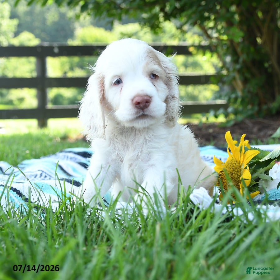 English Cocker Spaniel dogs Nibbles - Ad 1