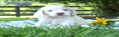 Nibbles