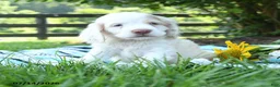 English Cocker Spaniel dogs for sale: Nibbles - Ad 1