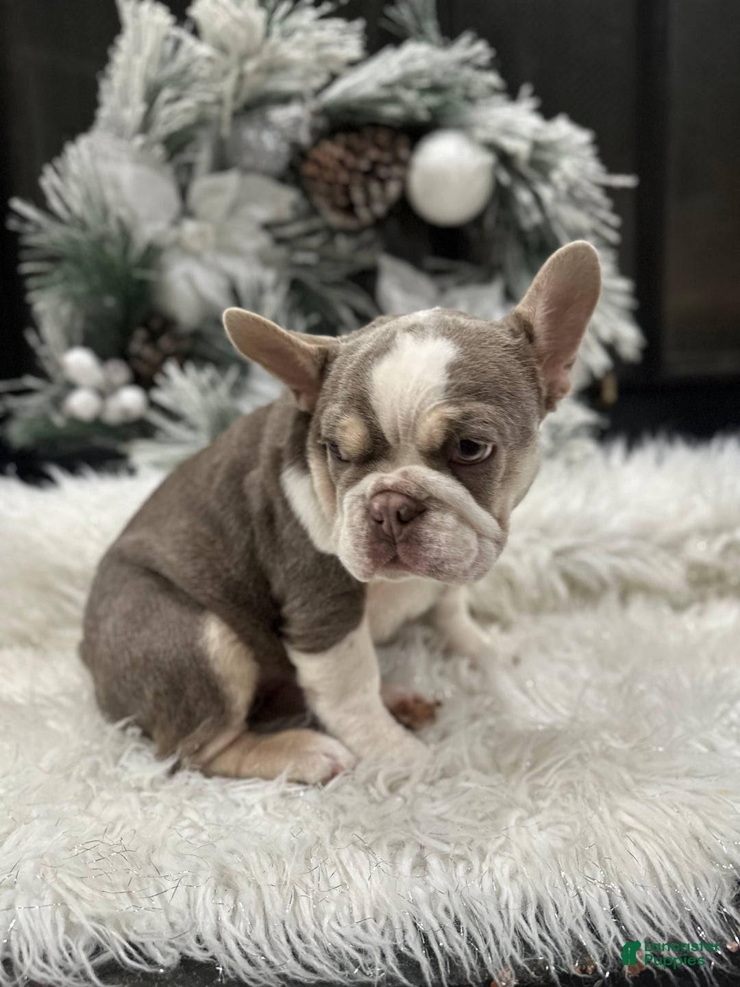 French Bulldog dogs for sale: Newshade Isabella and tan husky - Ad 2