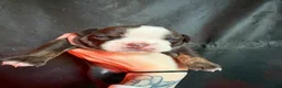 Olde English Bulldogge dogs for sale: Olde English Bulldogge Puppy 5 - Ad 2