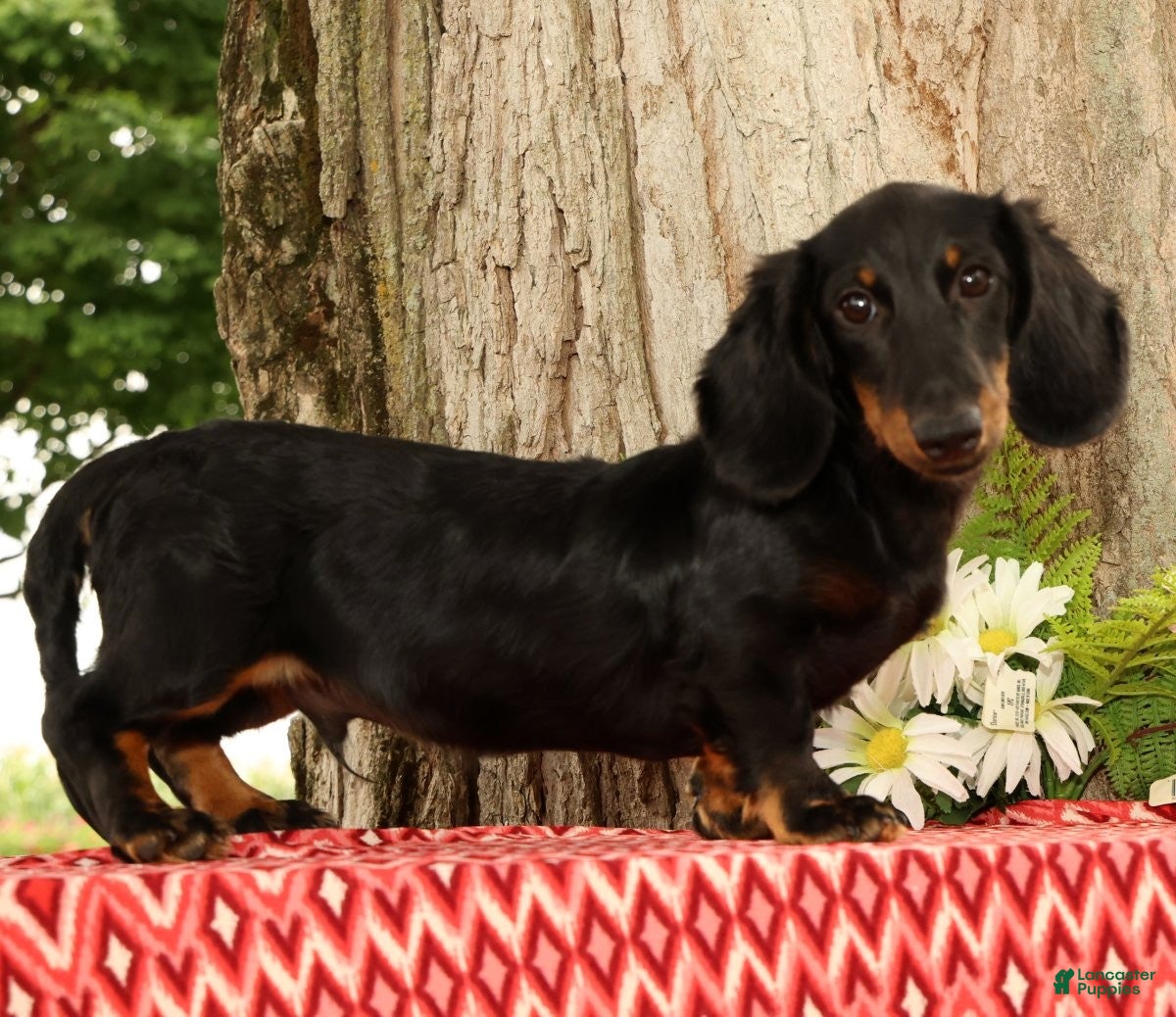 Miniature Dachshund dogs Bouncer - Ad 1