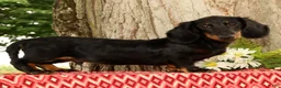 Miniature Dachshund dogs for sale: Bouncer - Ad 1