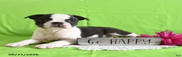 Boston Terrier dogs for sale: Derrik - Ad 1
