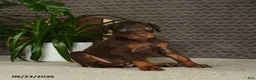 Doberman Pinscher dogs for sale: Norman - Ad 3