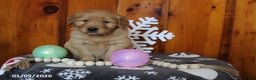 Golden Retriever dogs for sale: Liberty - Ad 1