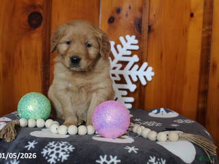 Golden Retriever dogs Liberty - Ad 23