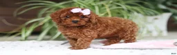 Cavapoo dogs for sale: Kyra - Ad 5