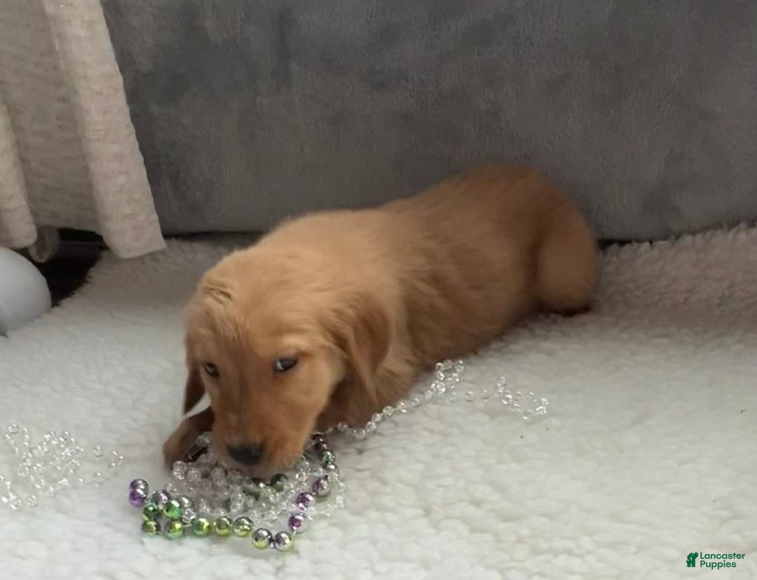 Golden Retriever dogs for sale: Marissa - Ad 3