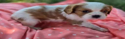 Cavalier King Charles Spaniel dogs for sale: Maggie - Ad 4
