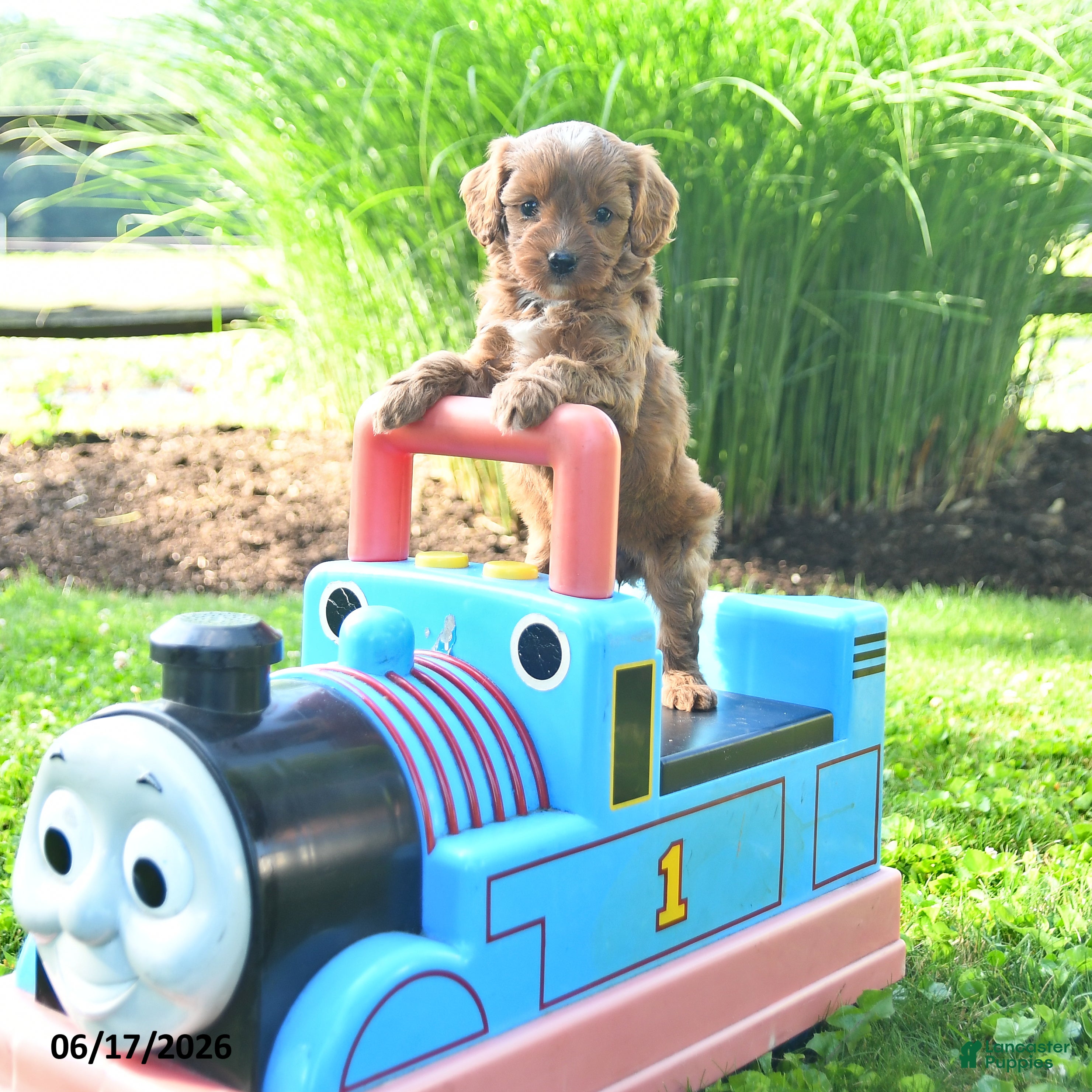 Cavapoo dogs Tulip - Ad 1