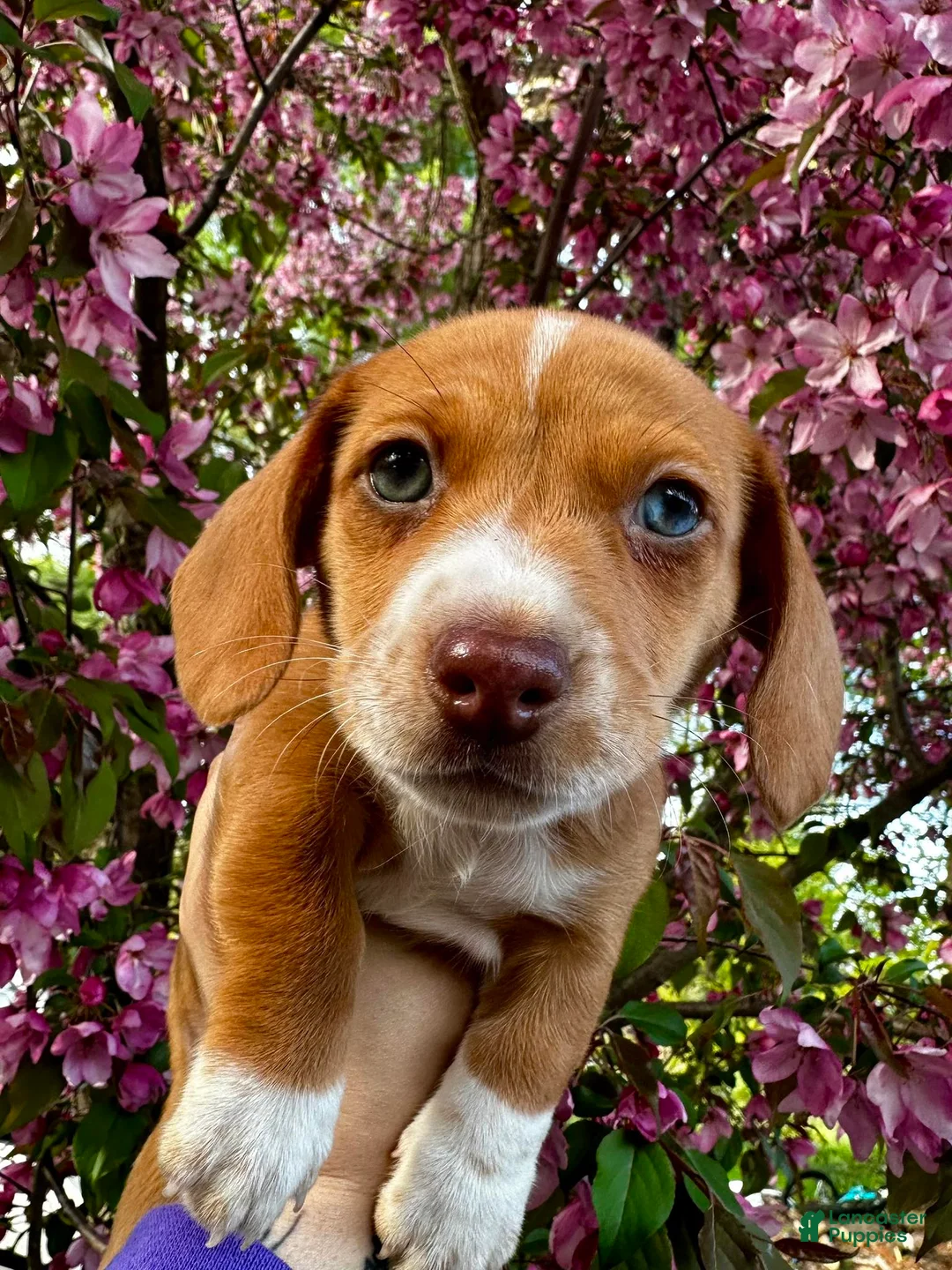 Miniature Dachshund dogs for sale: Purple Collar - Ad 1