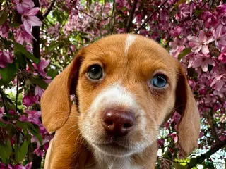 Miniature Dachshund dogs for sale: Purple Collar - Ad 4