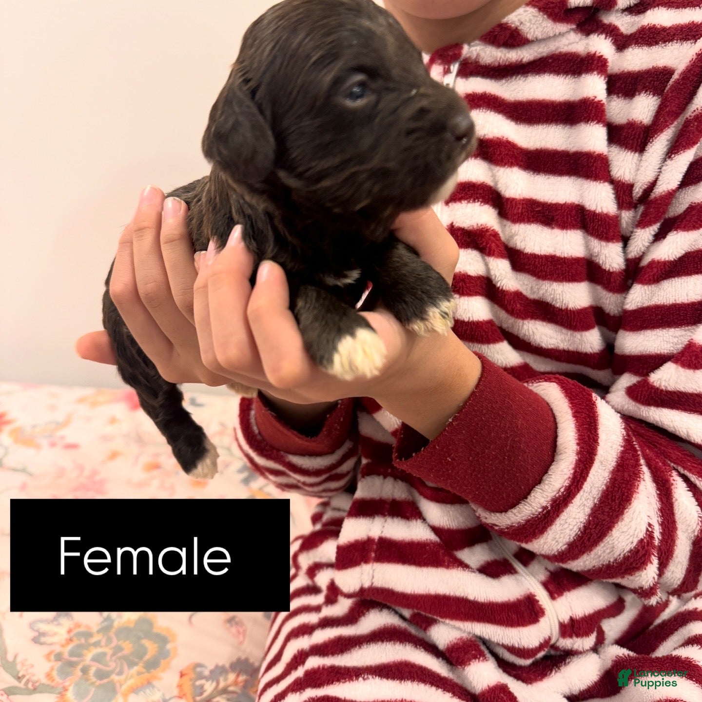 Schnoodle dogs Schnoodle Puppy - Little Foot - Ad 15