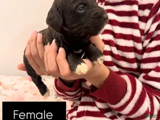 Schnoodle dogs Schnoodle Puppy - Little Foot - Ad 6