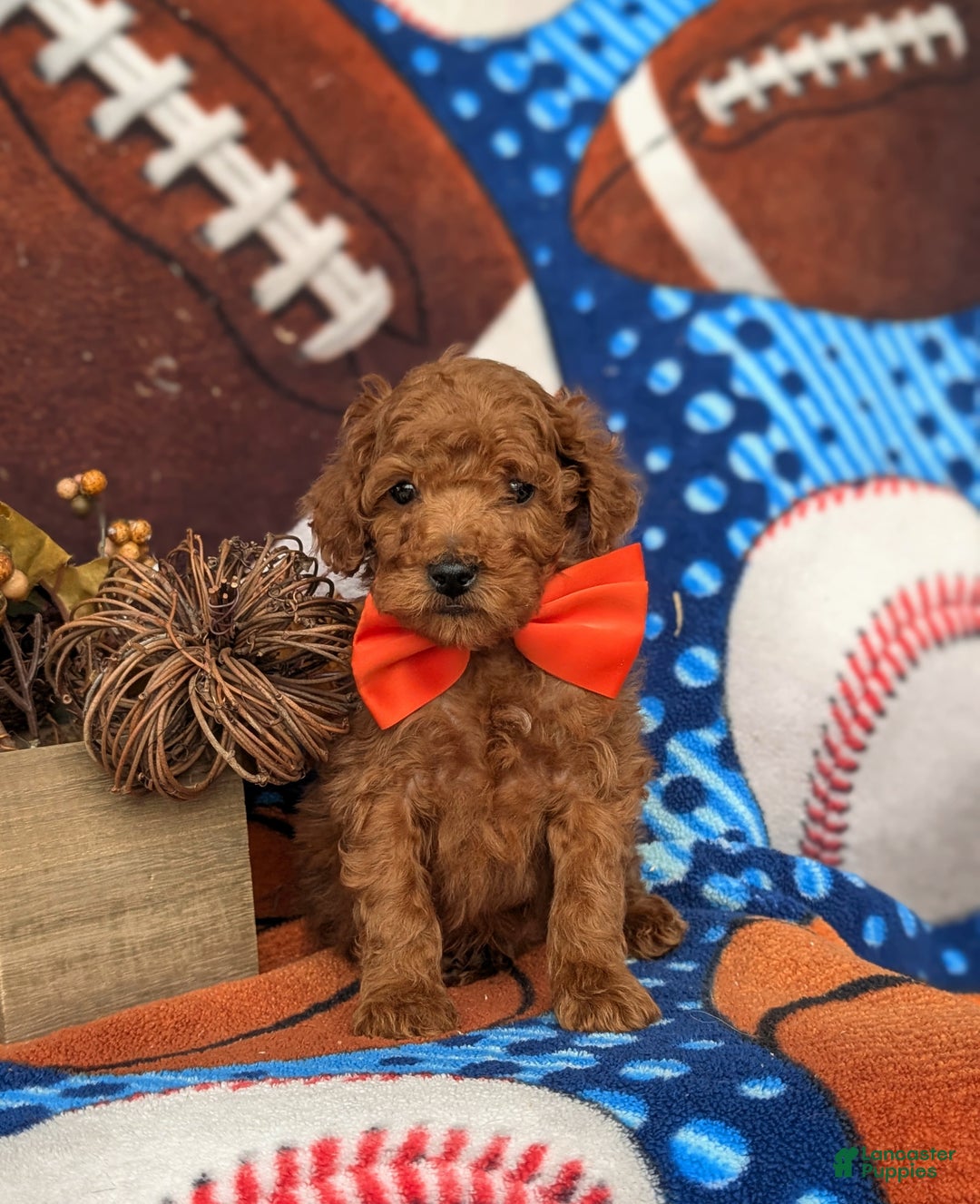 Toy Poodle dogs for sale: Tilman - Ad 2