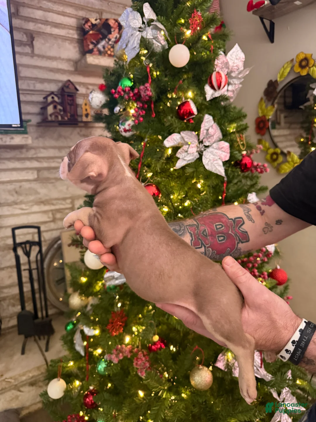 American Bully dogs for sale: Cali - Ad 3