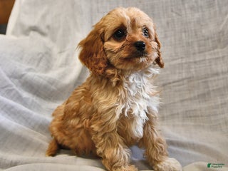 Cavapoo dogs - Ad 24