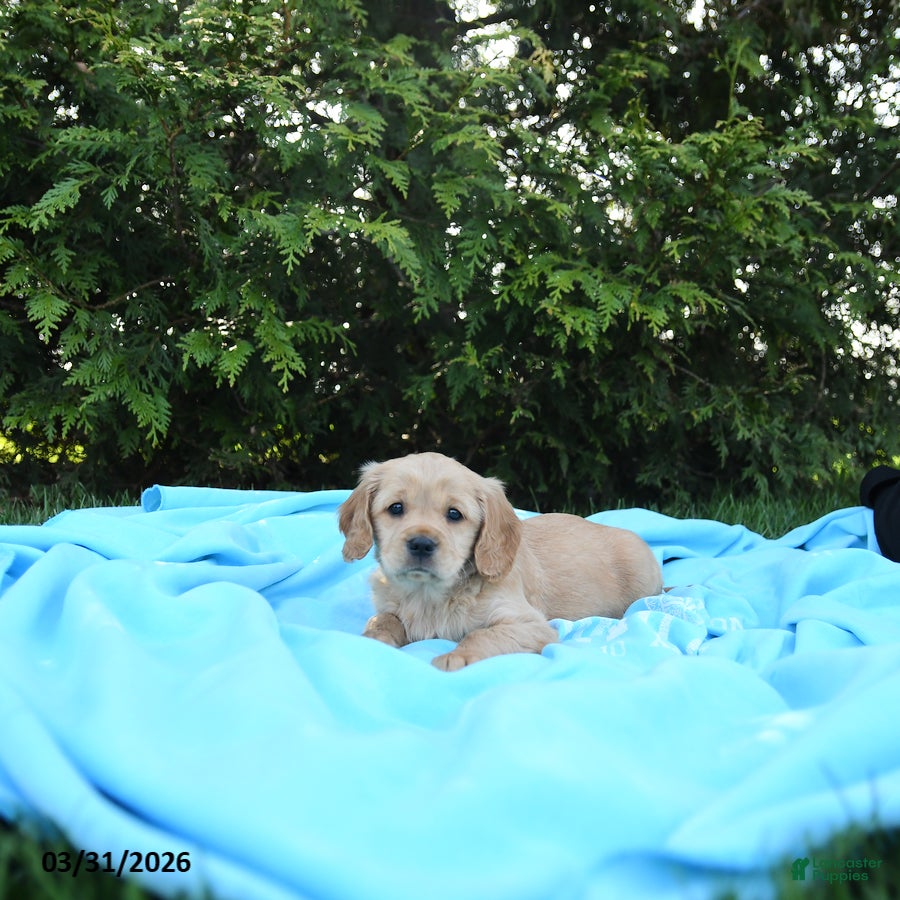 Miniature Golden Retriever dogs Lydia - Ad 2