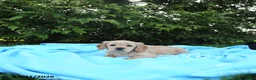 Miniature Golden Retriever dogs for sale: Lydia - Ad 2
