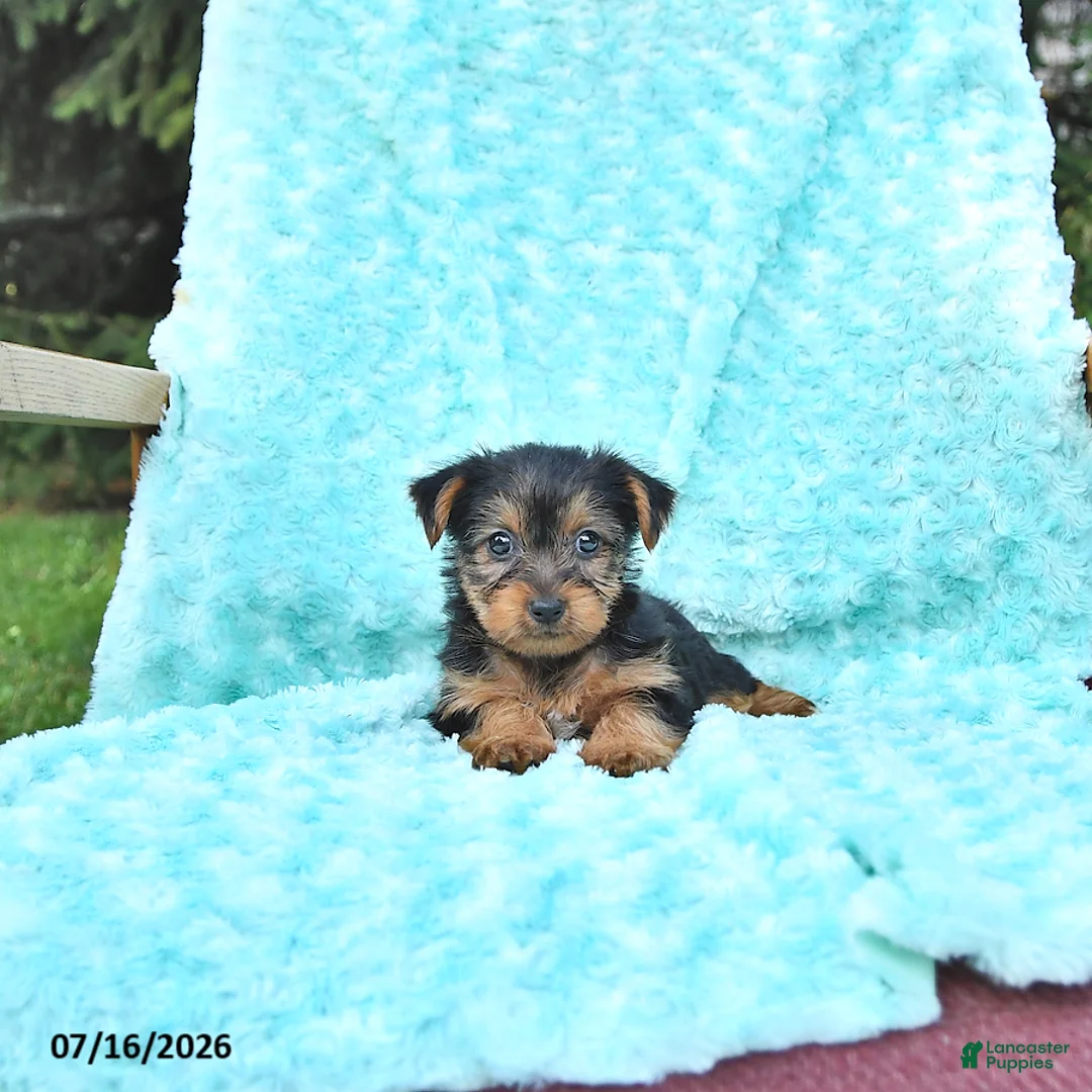 Yorkshire Terrier dogs for sale: Lena - Ad 1