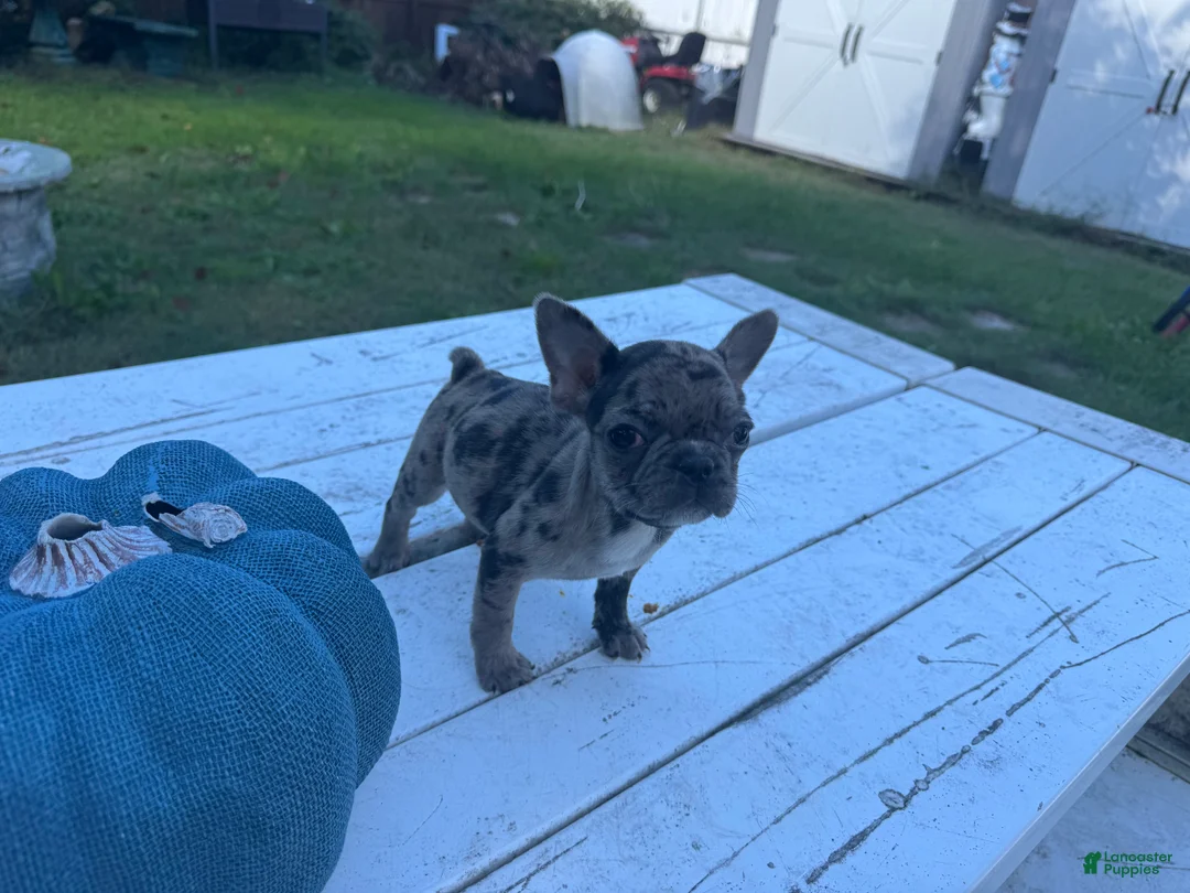French Bulldog dogs for sale: Misti - Ad 1