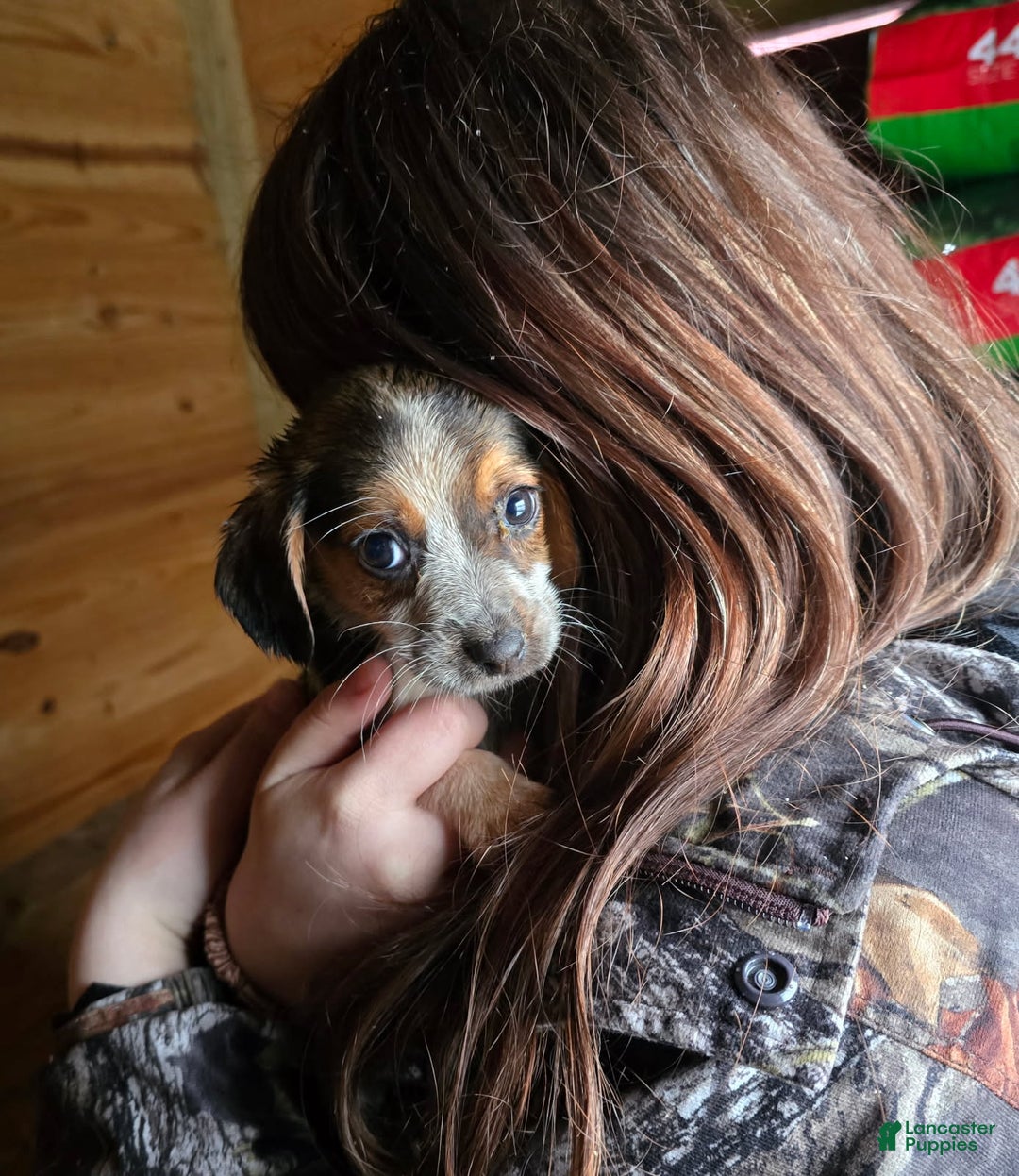 Beagle dogs for sale: Betty The Beagle - Ad 1