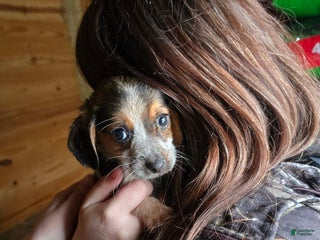 Beagle dogs Betty The Beagle - Ad 1