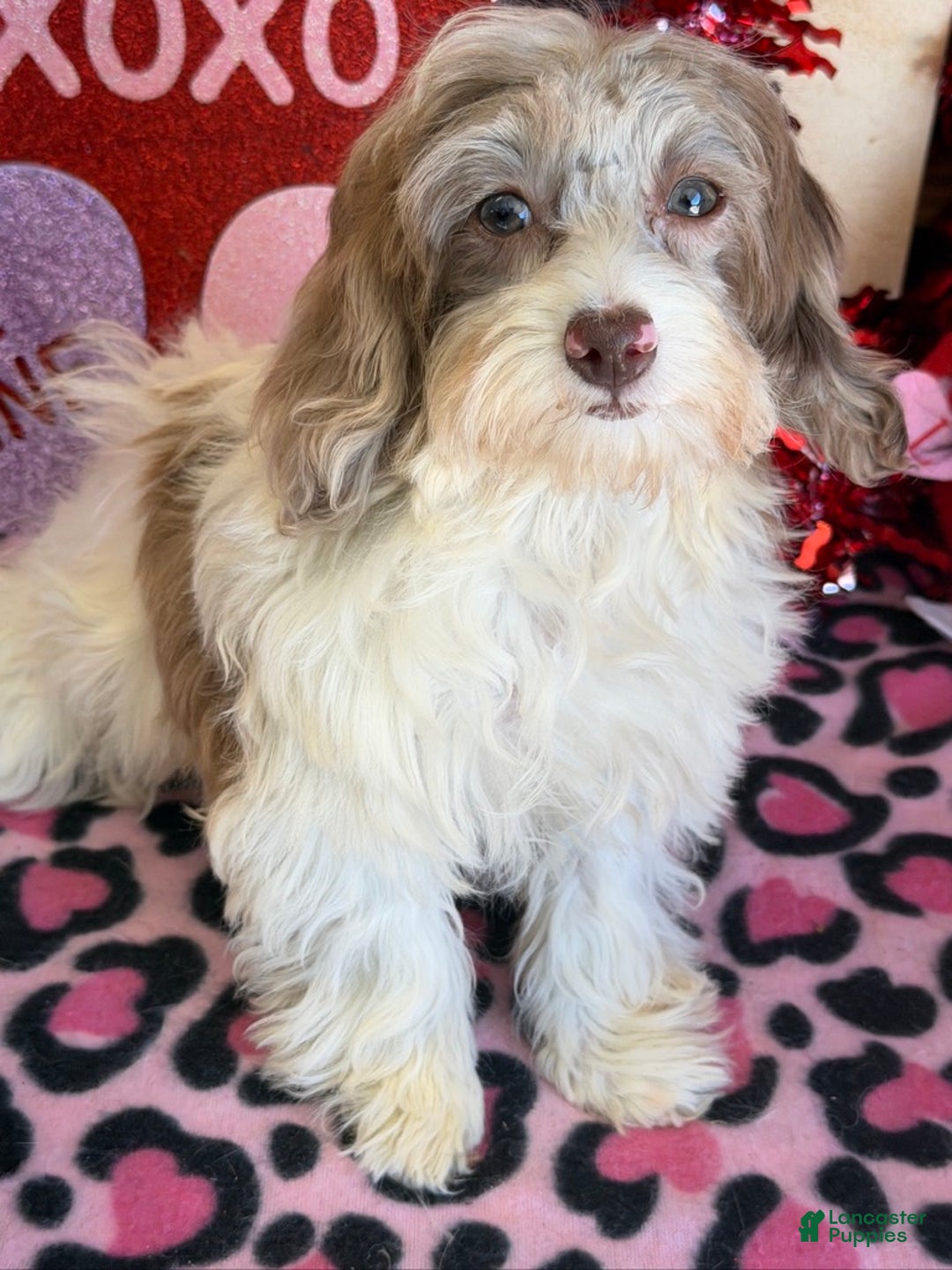 Cockapoo dogs for sale: Millie - Ad 1