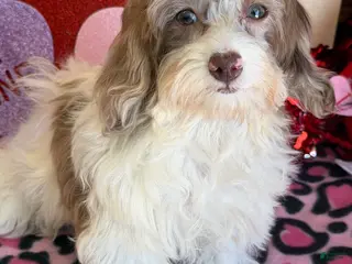 Cockapoo dogs Millie - Ad 7