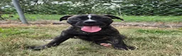 American Bulldog dogs for sale: Olivia - Ad 3