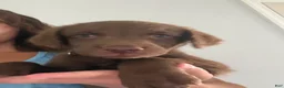Chesapeake Bay Retriever dogs for sale: Chesapeake Bay Retriever 5 - Ad 3