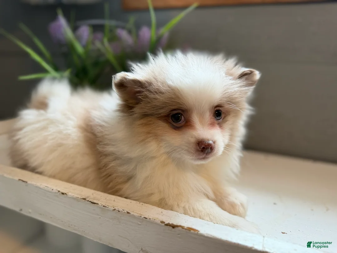 Pomeranian dogs for sale: Cotton - Ad 3