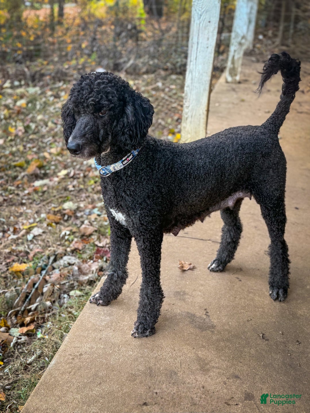 Standard Poodle dogs for sale: Elm - Ad 12