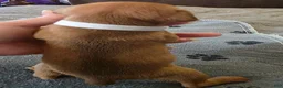 Miniature Pinscher dogs for sale: J-white - Ad 4