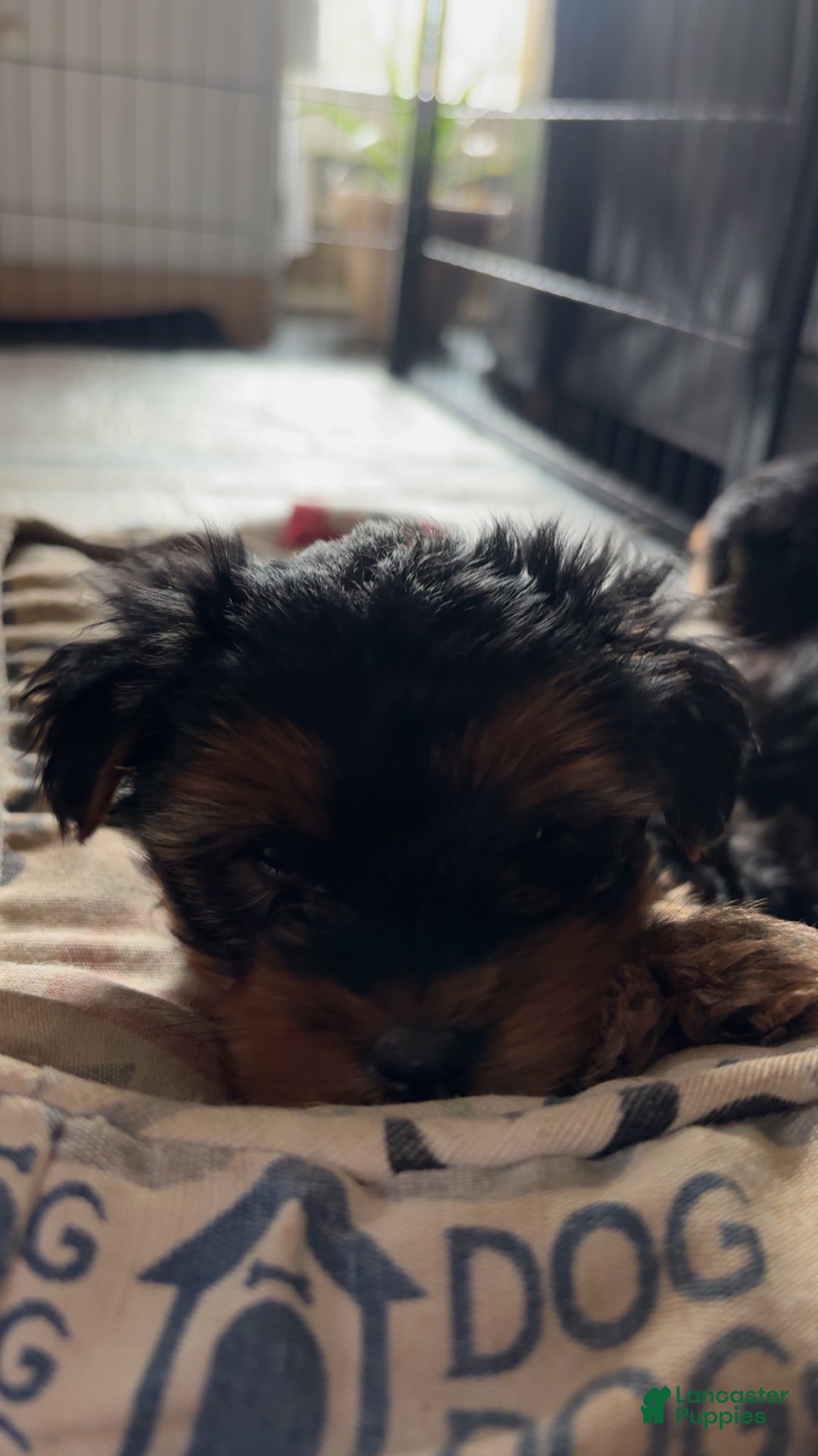 Yorkshire Terrier dogs for sale: Yorkshire Terrier sue - Ad 4