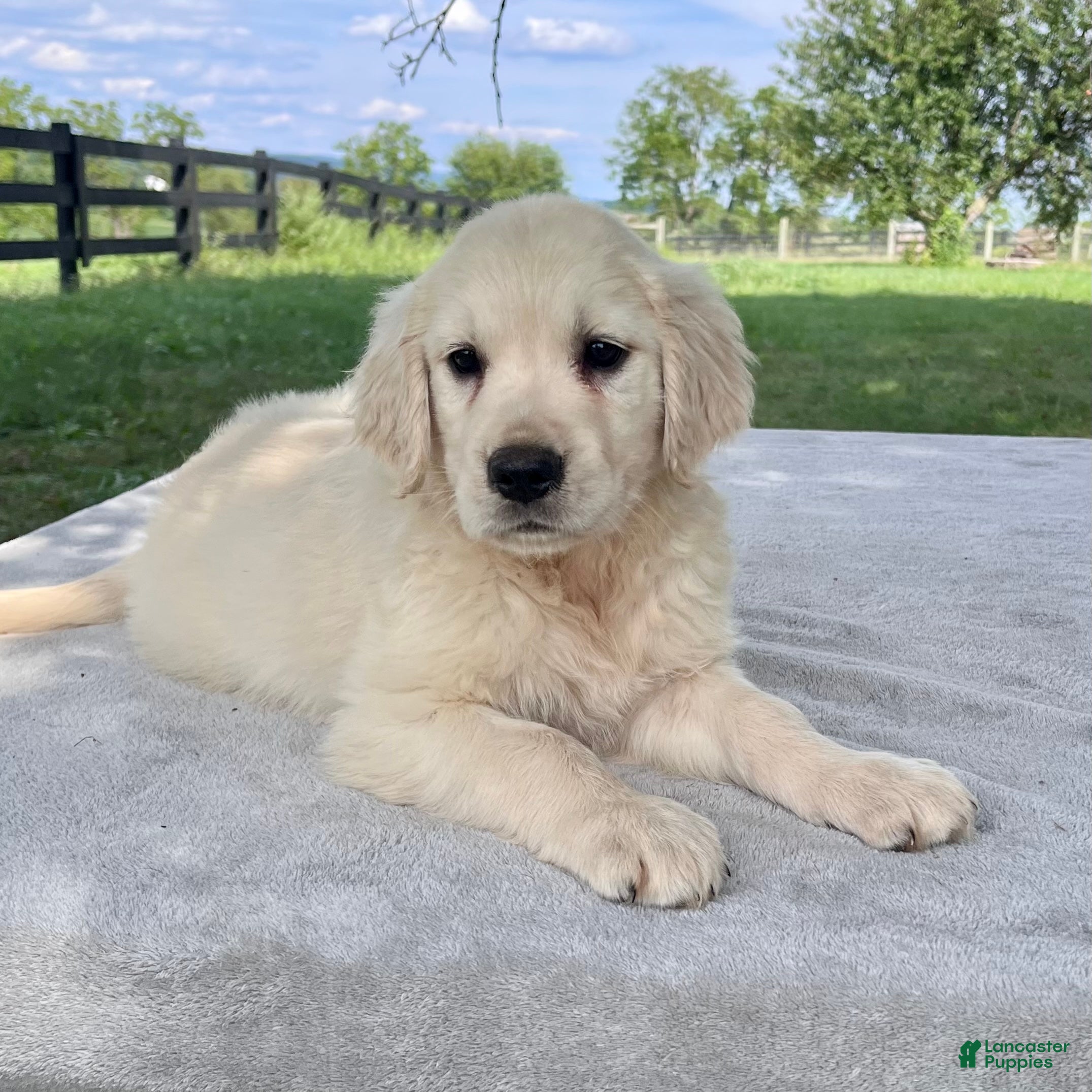 Golden Retriever dogs Gunner - Ad 1