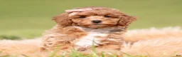 Toy Poodle dogs for sale: Fifi AKC - Ad 5