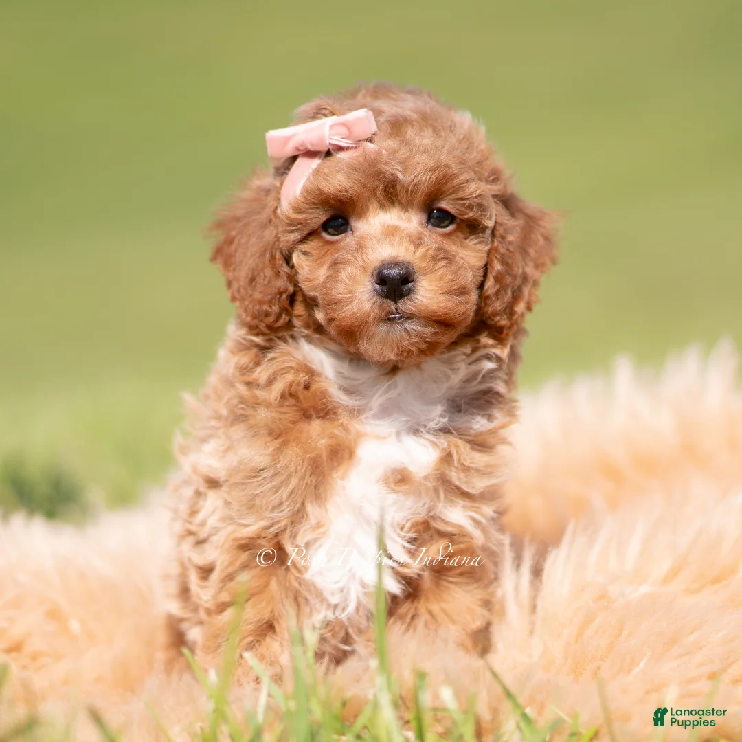 Toy Poodle dogs for sale: Fifi AKC - Ad 5